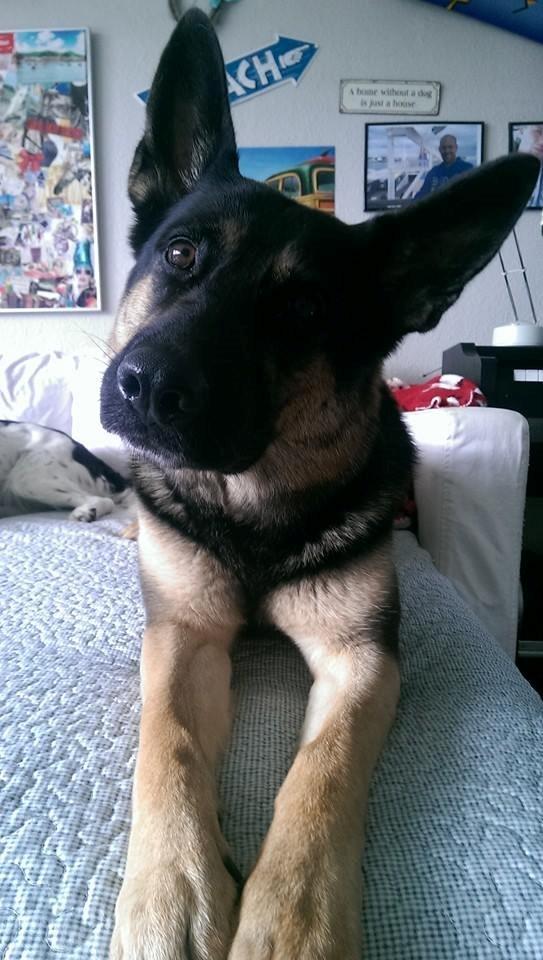 Schæferhund Juice 17/2-2011 - 7/9-2021 - 23/9-15 Mors lille dumbodyr. billede 16