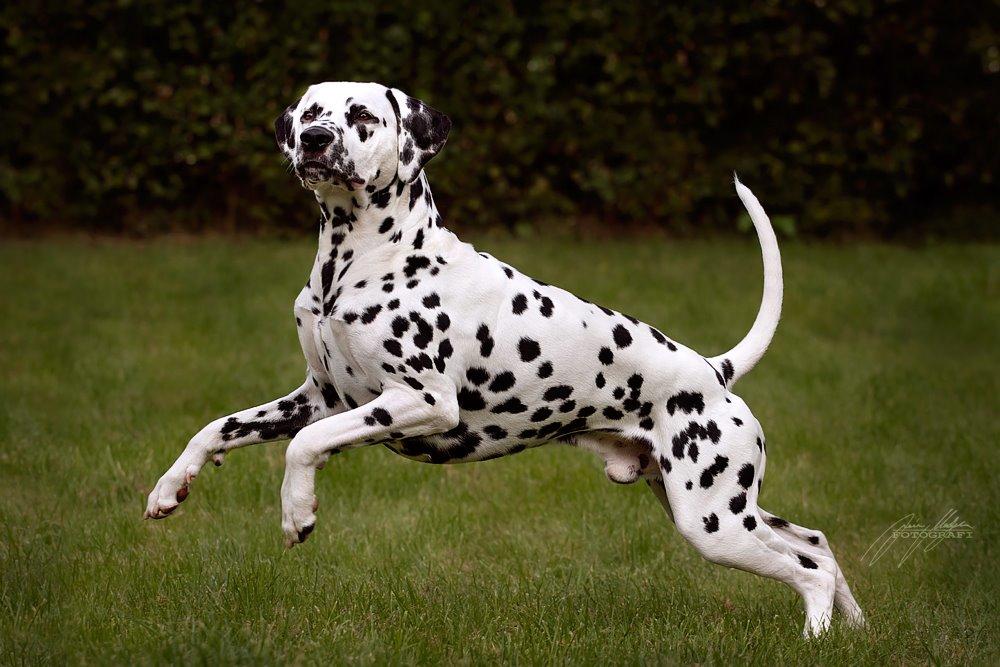 Dalmatiner Hugin (Spotdog's Everything Elegant) - 1½ år gammel billede 11