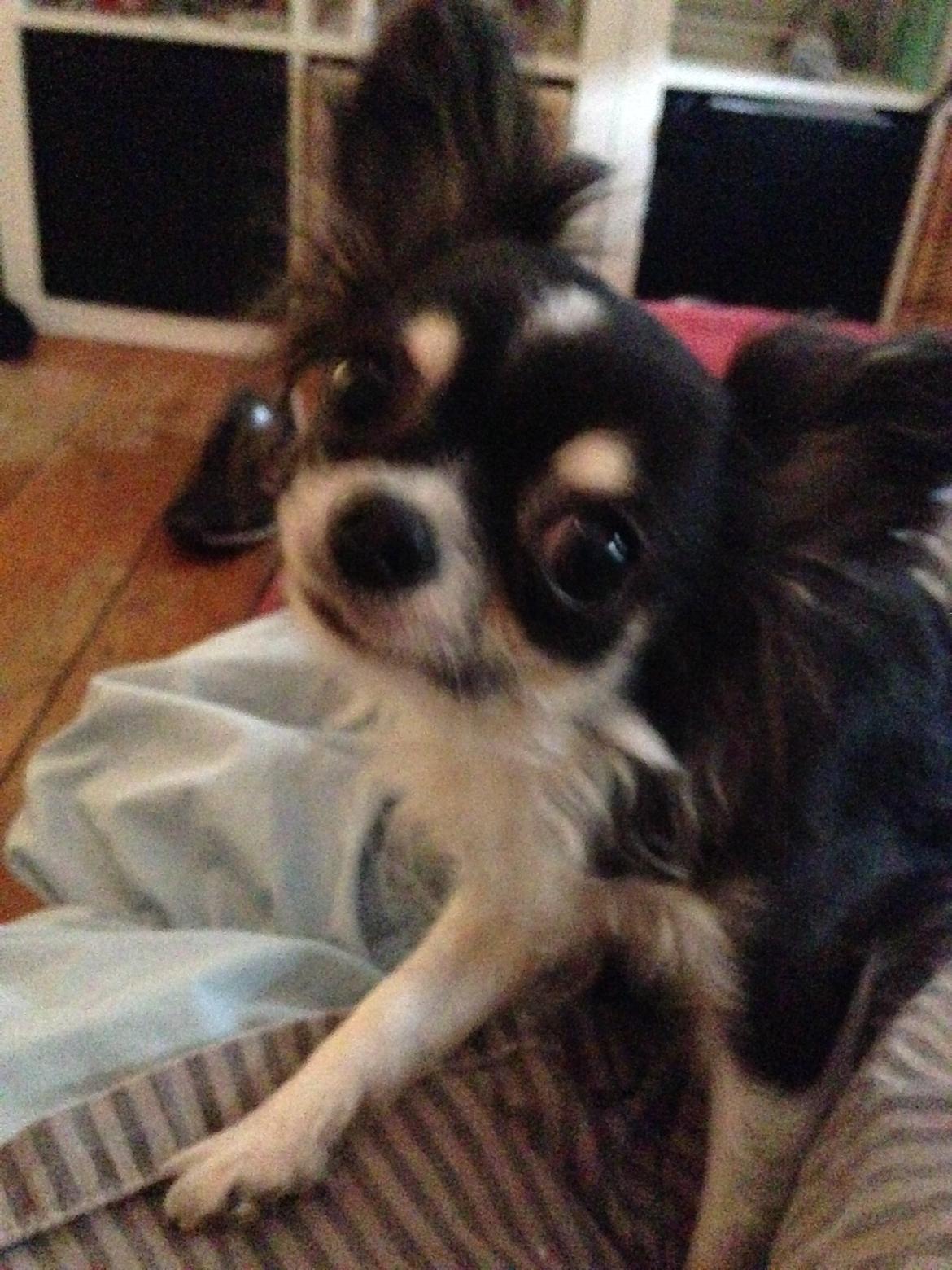 Chihuahua Maggie Boo billede 29