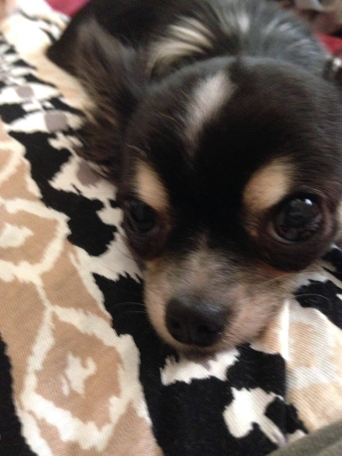 Chihuahua Maggie Boo billede 31