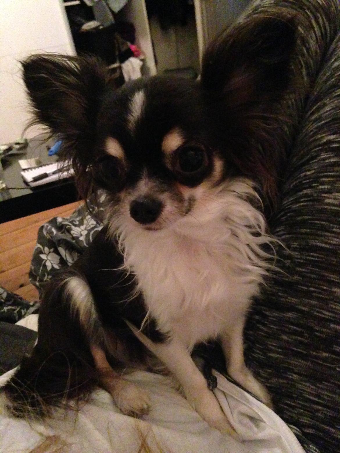 Chihuahua Maggie Boo billede 30