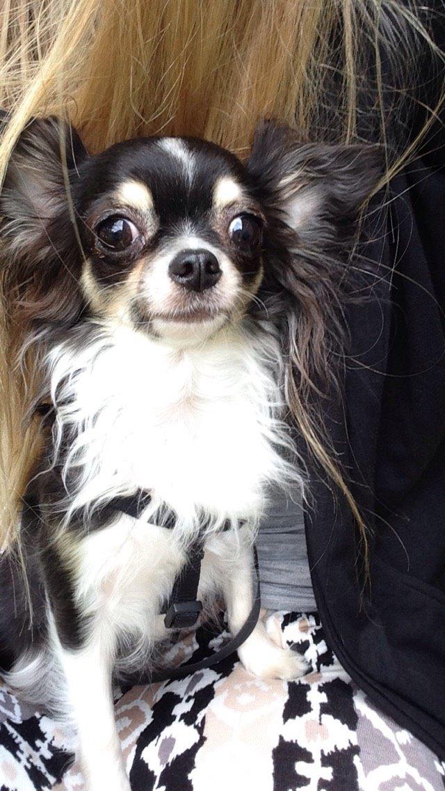 Chihuahua Maggie Boo billede 32