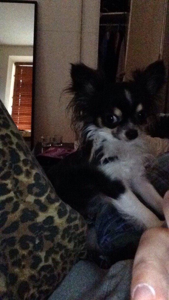 Chihuahua Maggie Boo billede 34