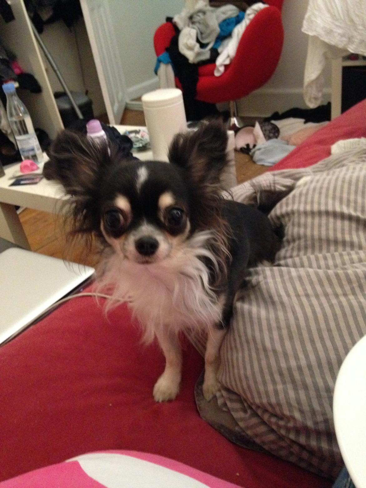 Chihuahua Maggie Boo billede 35