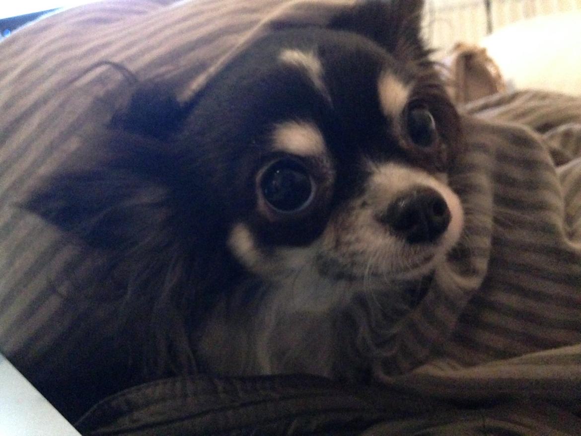 Chihuahua Maggie Boo billede 36