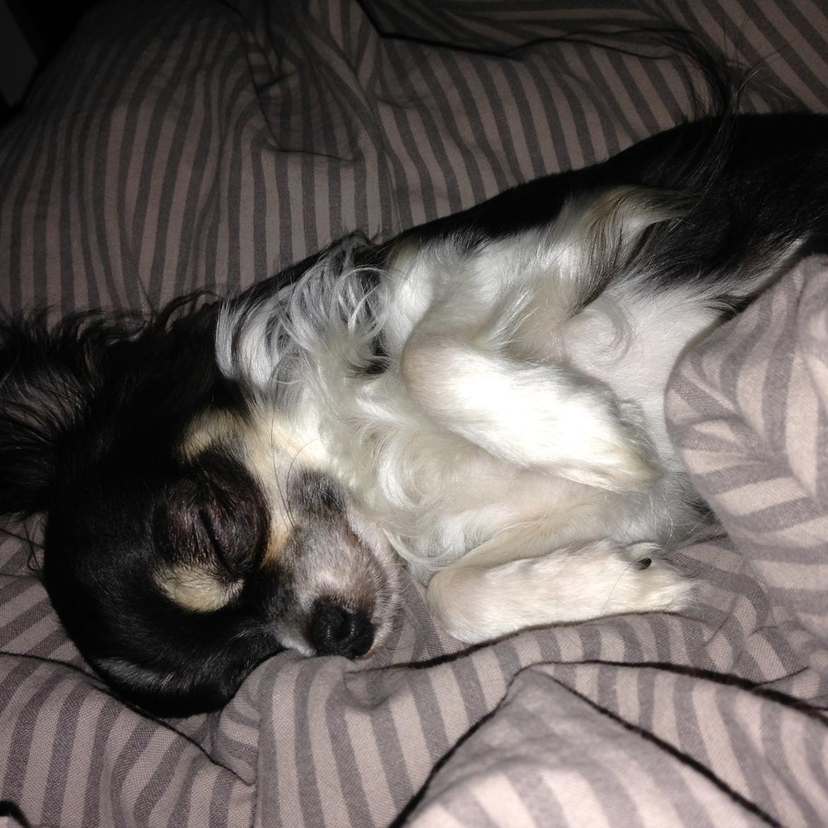 Chihuahua Maggie Boo billede 33