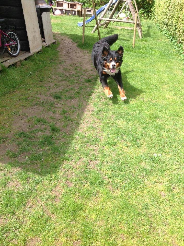 Berner sennenhund Balou - Du kommer altid når man har brug for dig elsker dig balou billede 14