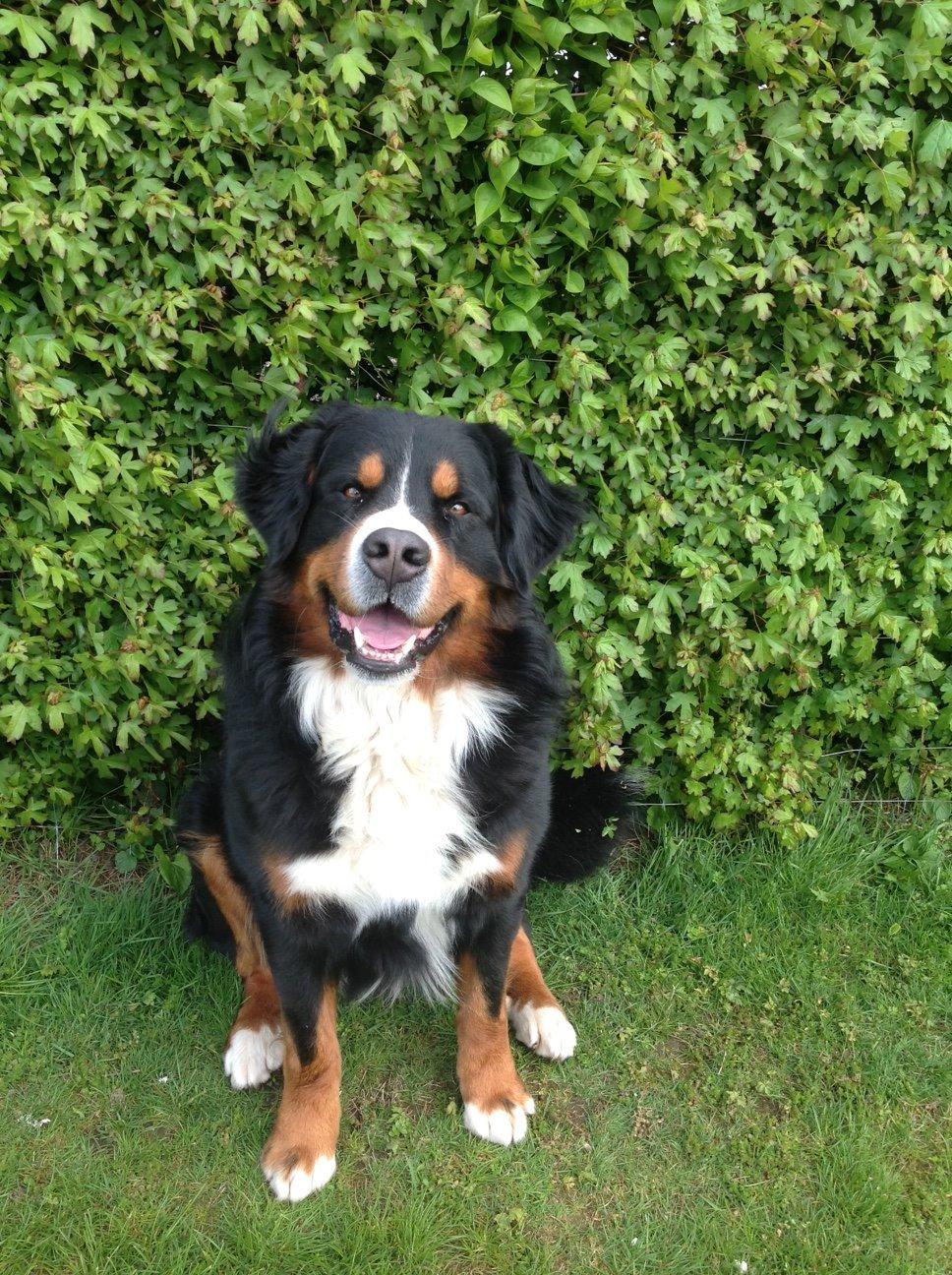 Berner sennenhund Balou billede 15