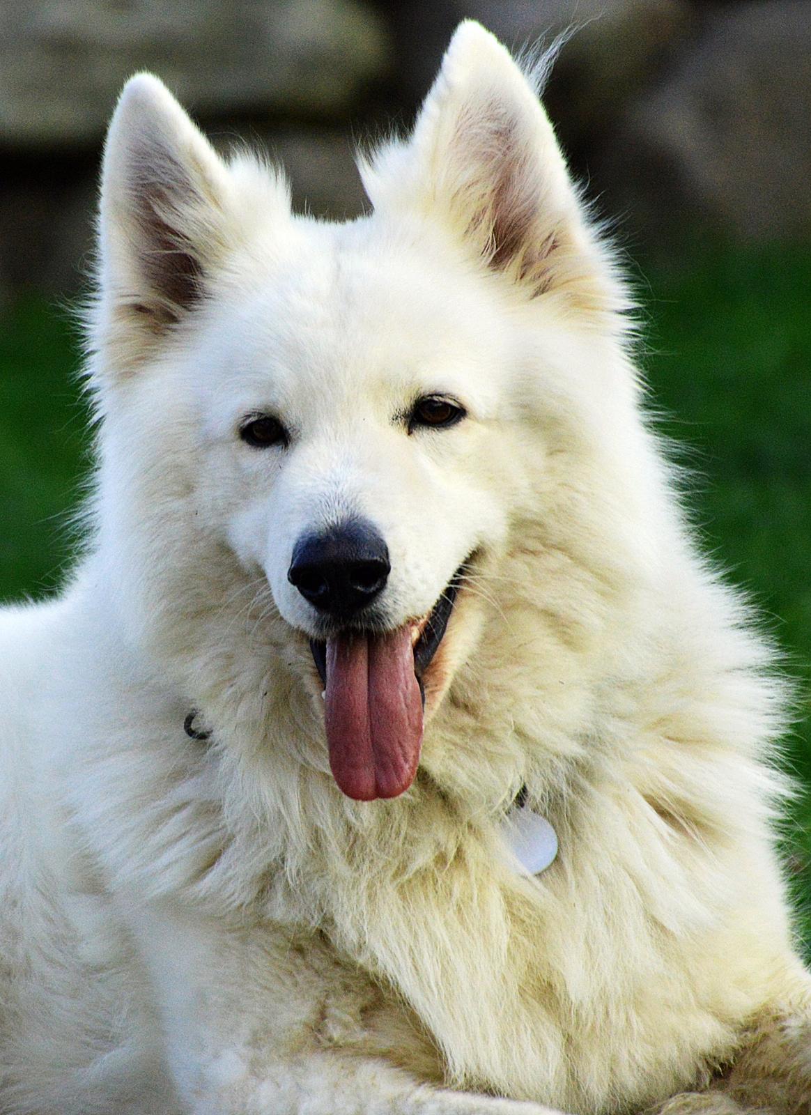 Hvid Schweizisk Hyrdehund Quatro billede 1