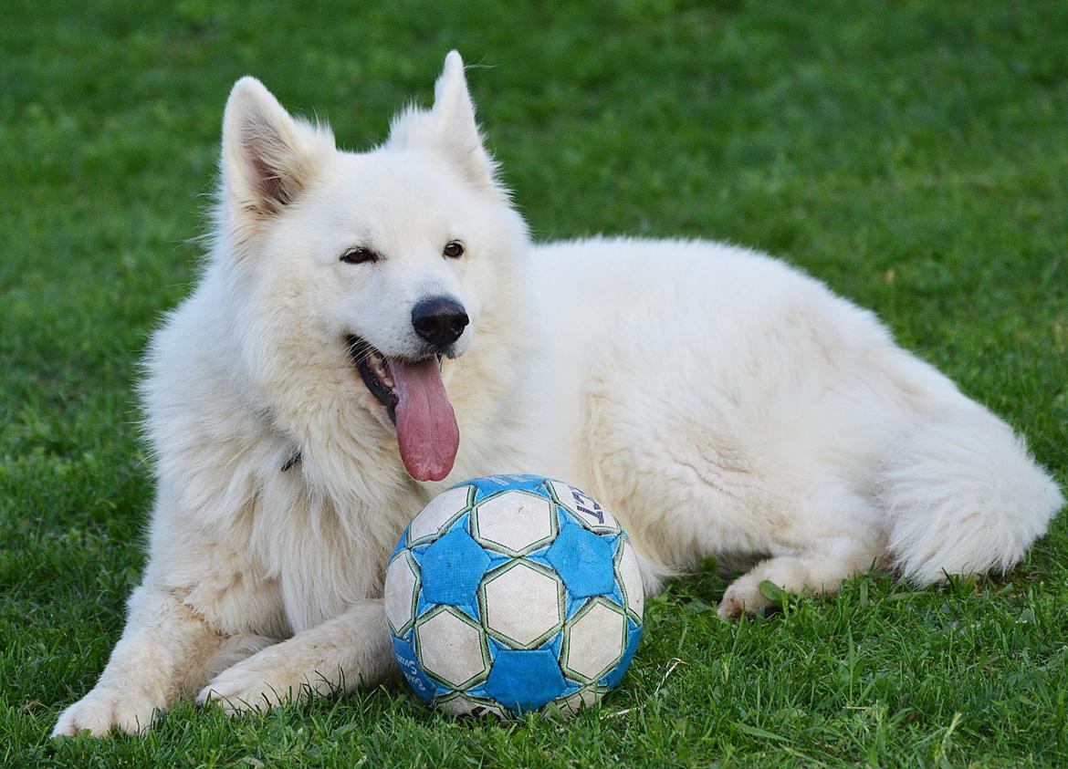 Hvid Schweizisk Hyrdehund Quatro billede 2