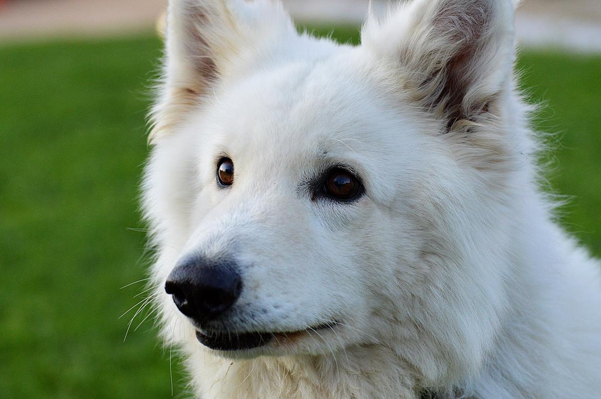 Hvid Schweizisk Hyrdehund Quatro billede 3