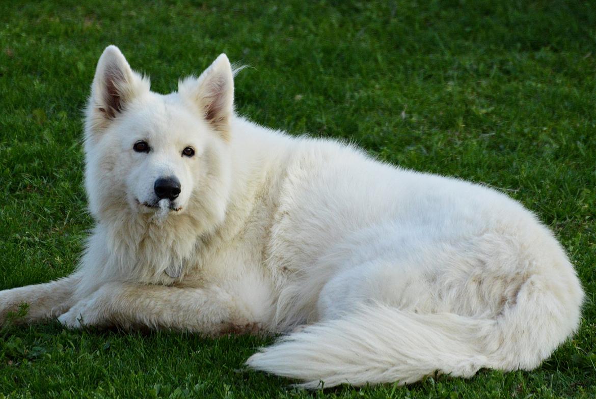 Hvid Schweizisk Hyrdehund Quatro billede 4