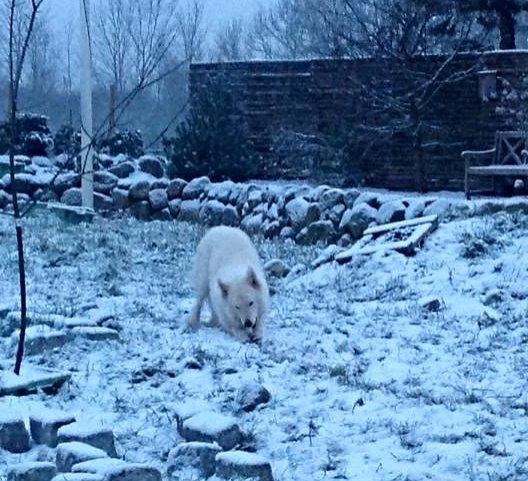 Hvid Schweizisk Hyrdehund Quatro billede 5