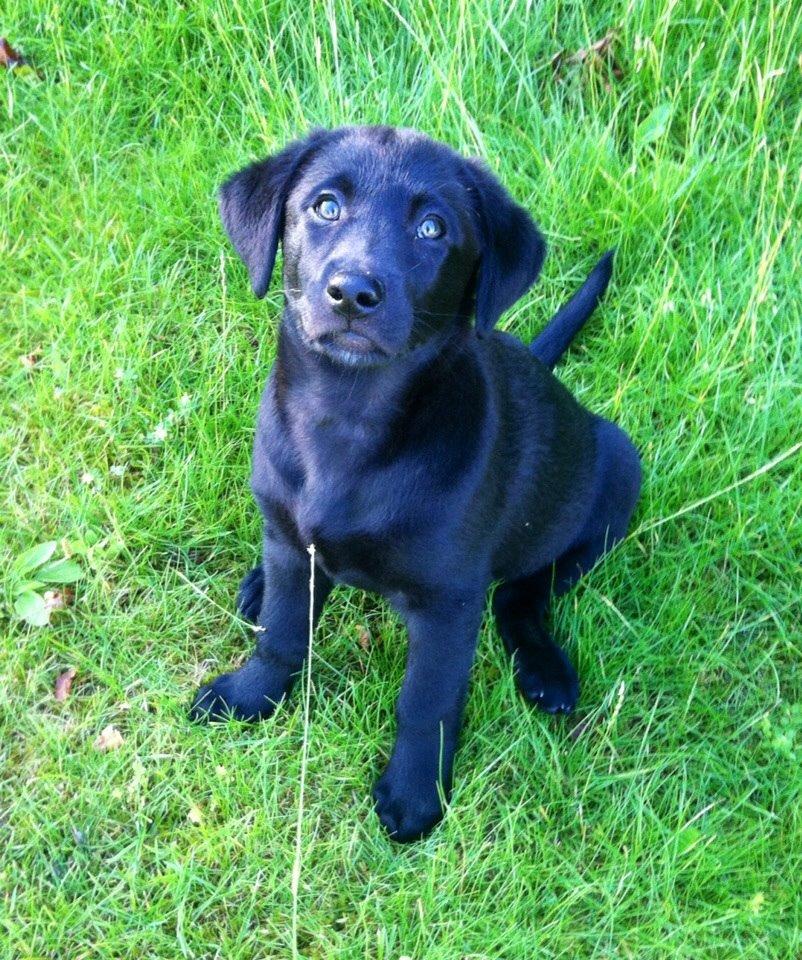 Blanding af racer Chelsea billede 1