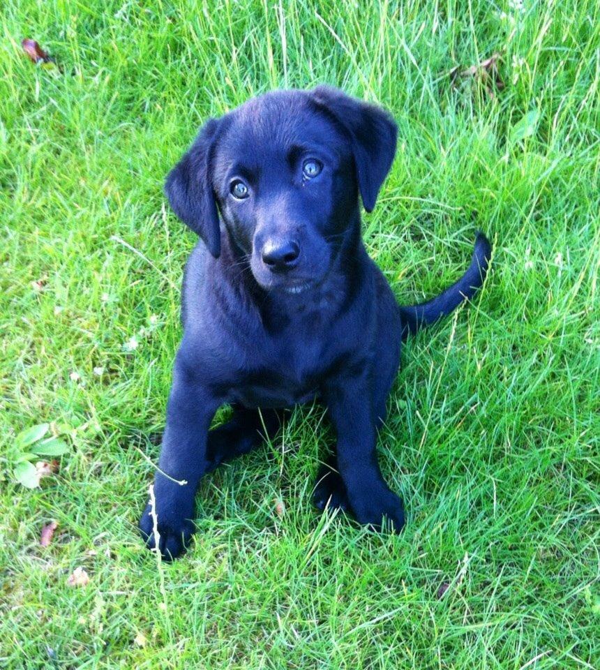 Blanding af racer Chelsea billede 2