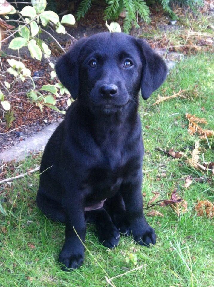 Blanding af racer Chelsea billede 3