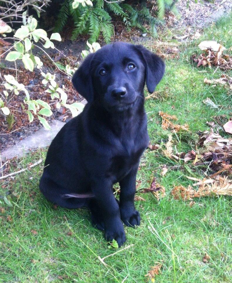 Blanding af racer Chelsea billede 4