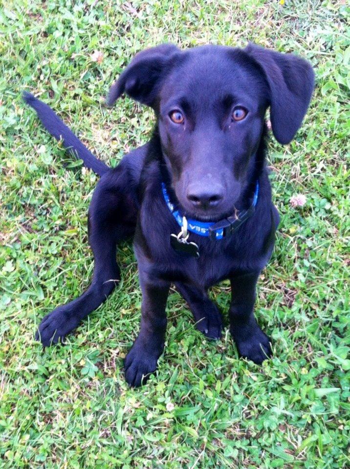 Blanding af racer Chelsea billede 5