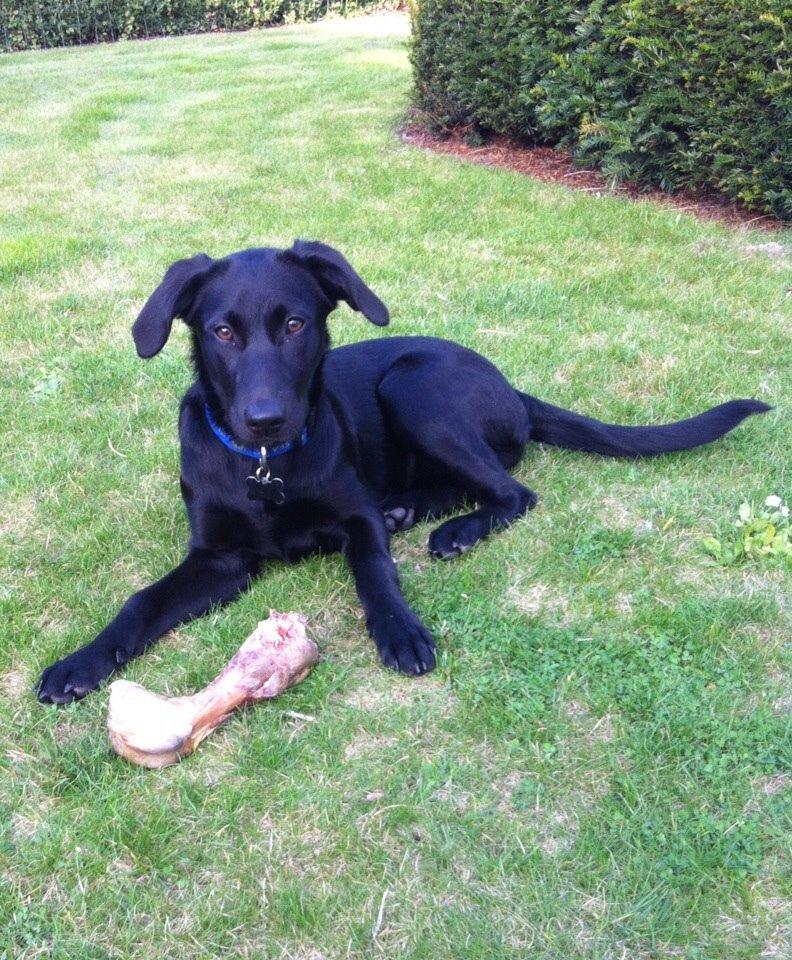 Blanding af racer Chelsea billede 6