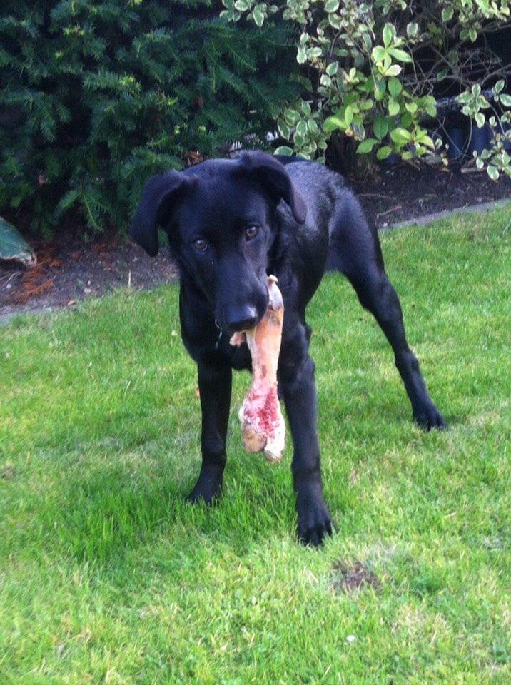 Blanding af racer Chelsea billede 7