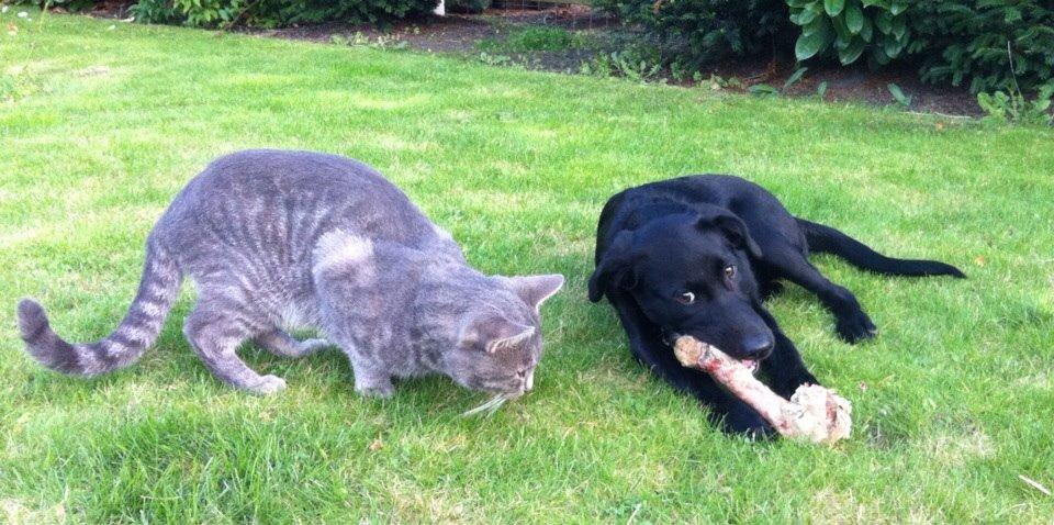 Blanding af racer Chelsea billede 8