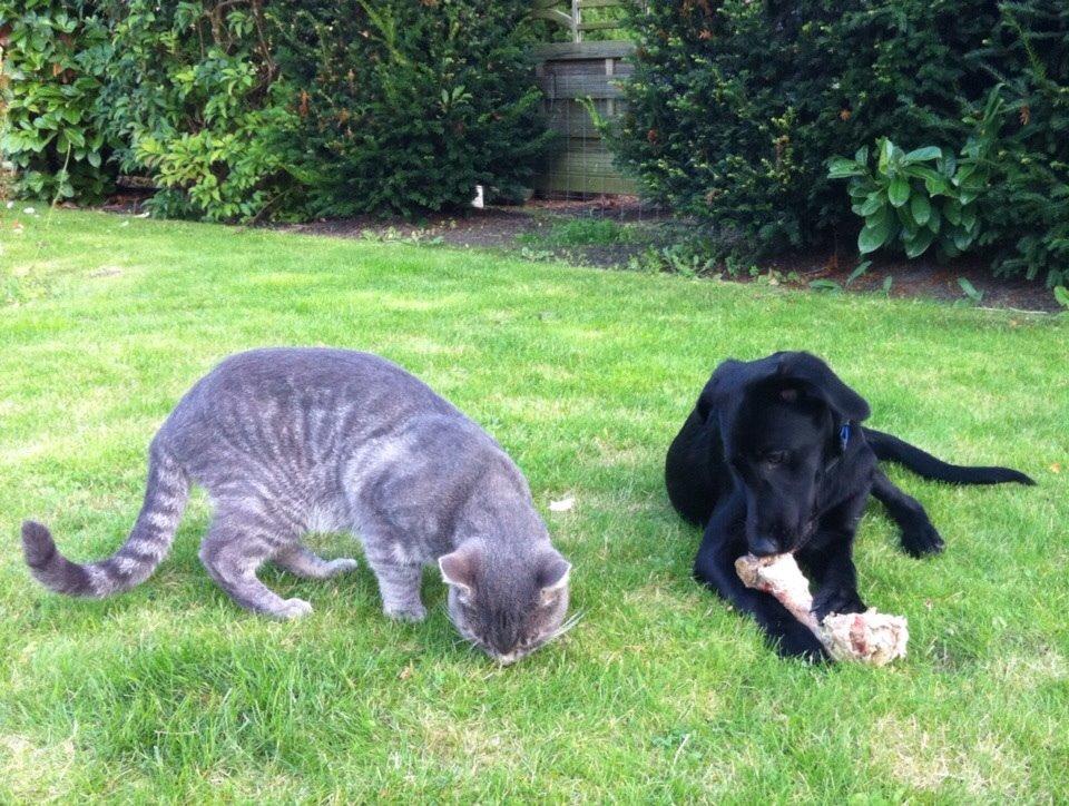 Blanding af racer Chelsea billede 9