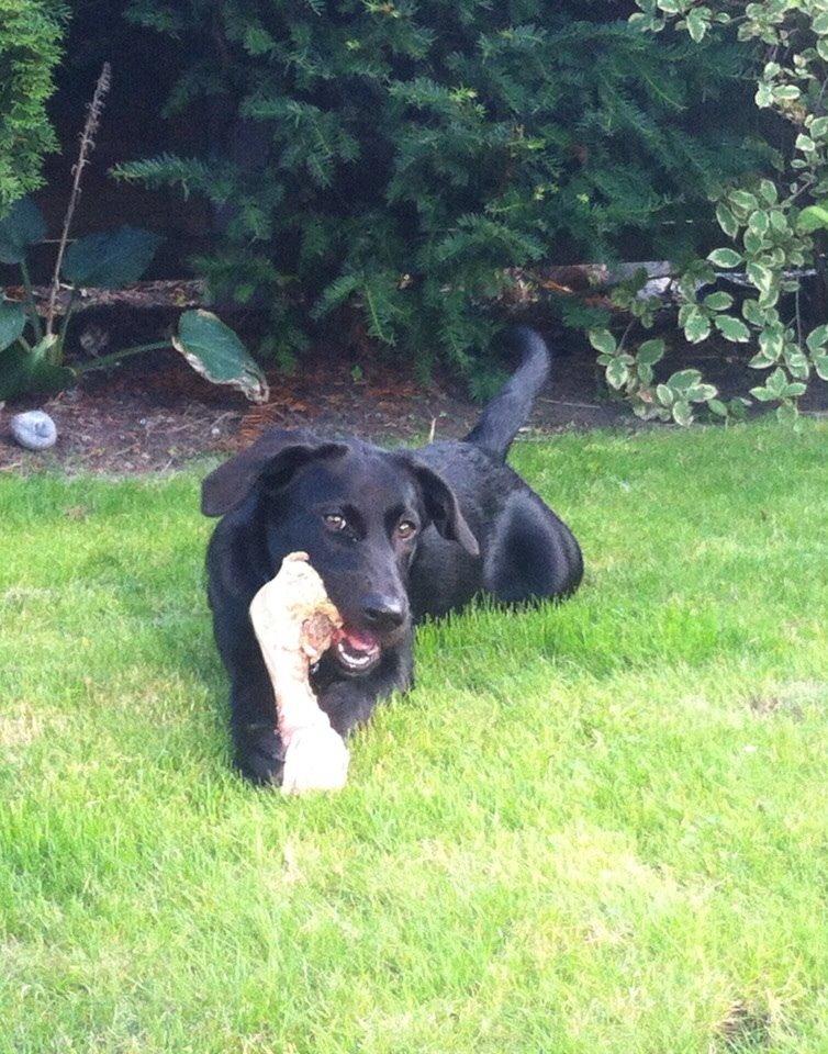 Blanding af racer Chelsea billede 10