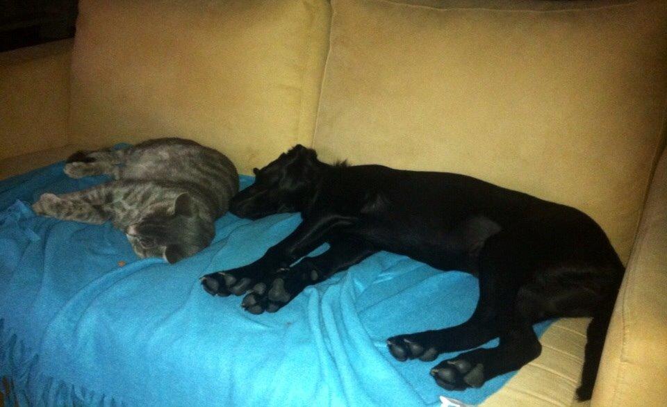 Blanding af racer Chelsea billede 11