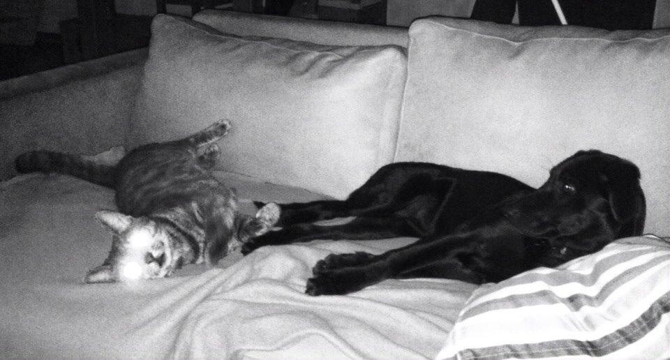 Blanding af racer Chelsea billede 12