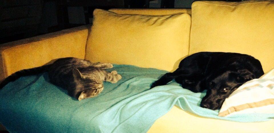 Blanding af racer Chelsea billede 13