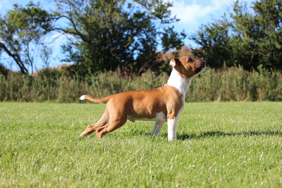 Staffordshire bull terrier *TwoFace* billede 15