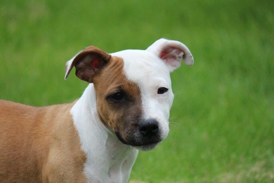 Staffordshire bull terrier *TwoFace* billede 16