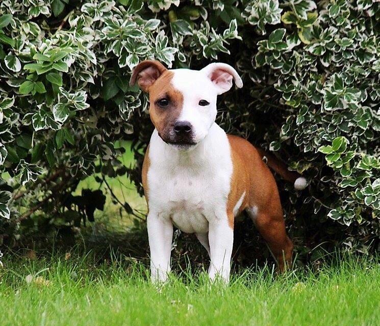 Staffordshire bull terrier *TwoFace* billede 19