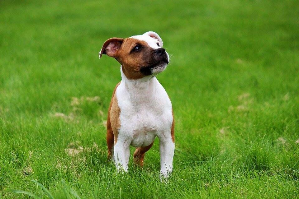 Staffordshire bull terrier *TwoFace* billede 20