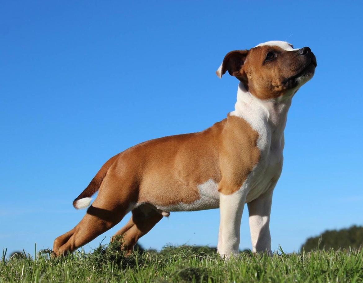 Staffordshire bull terrier *TwoFace* billede 14