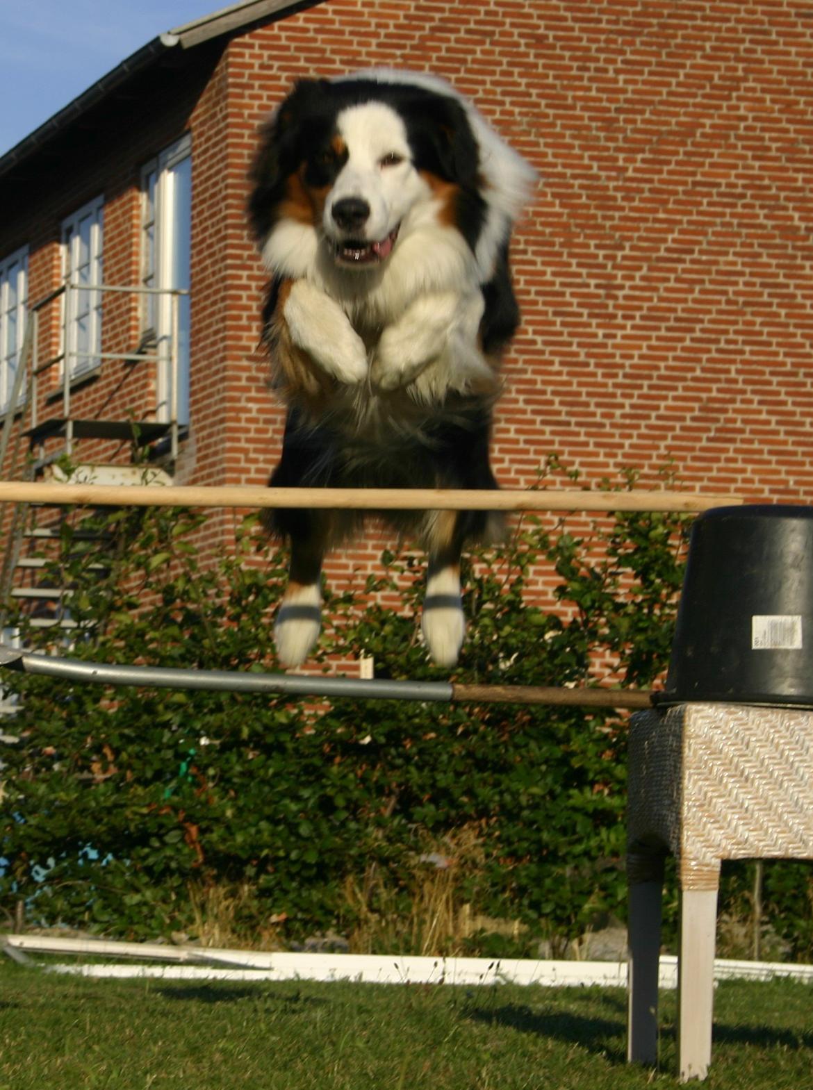 Australian shepherd Godrumgaard's Theo - Han springer vidst 70 cm. <3 billede 11