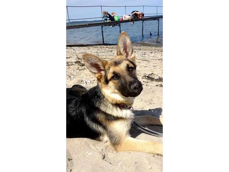 {{currentPhoto.altText}} billede {{currentPhoto.number}}