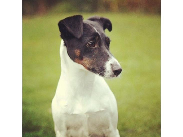 Glathåret foxterrier  blanding NOVA billede 1