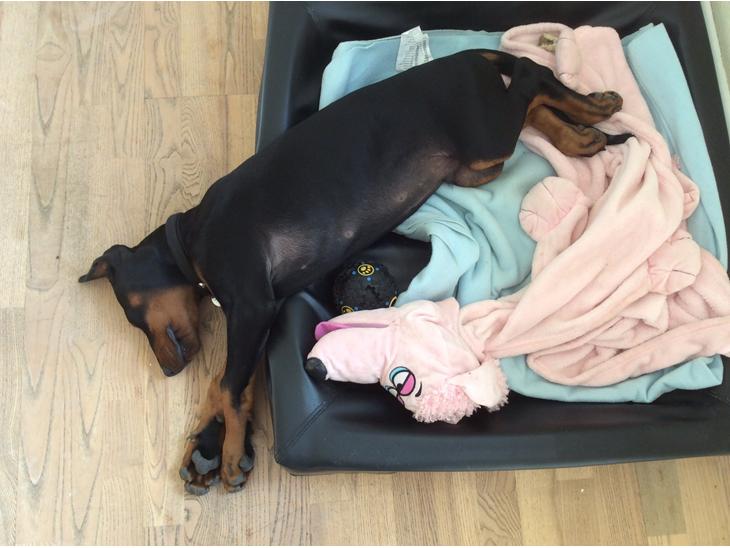 {{currentPhoto.altText}} billede {{currentPhoto.number}}