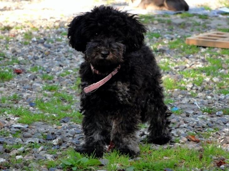 {{currentPhoto.altText}} billede {{currentPhoto.number}}