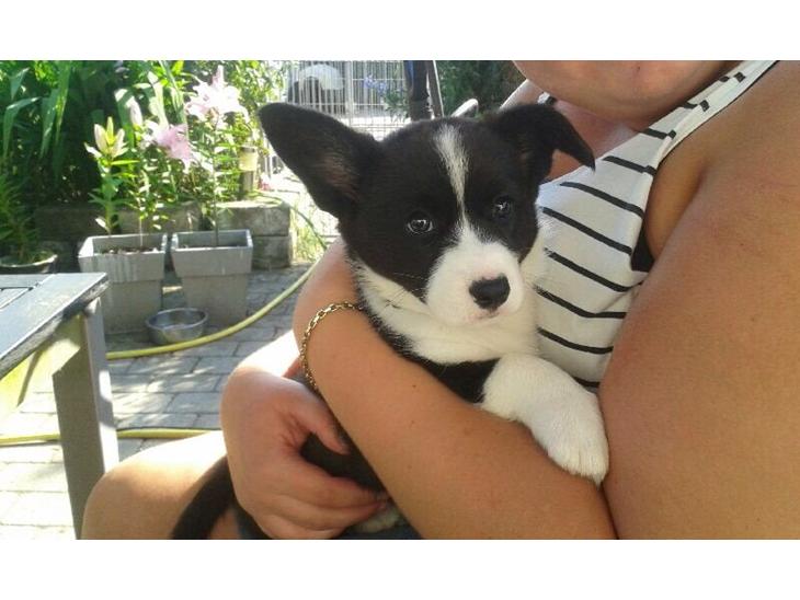 {{currentPhoto.altText}} billede {{currentPhoto.number}}