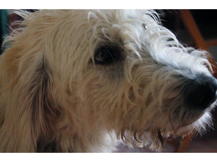 Blanding af racer labradoodel soja 2014 hyper intelligent hund