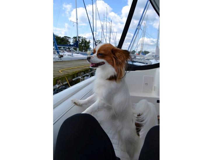 {{currentPhoto.altText}} billede {{currentPhoto.number}}