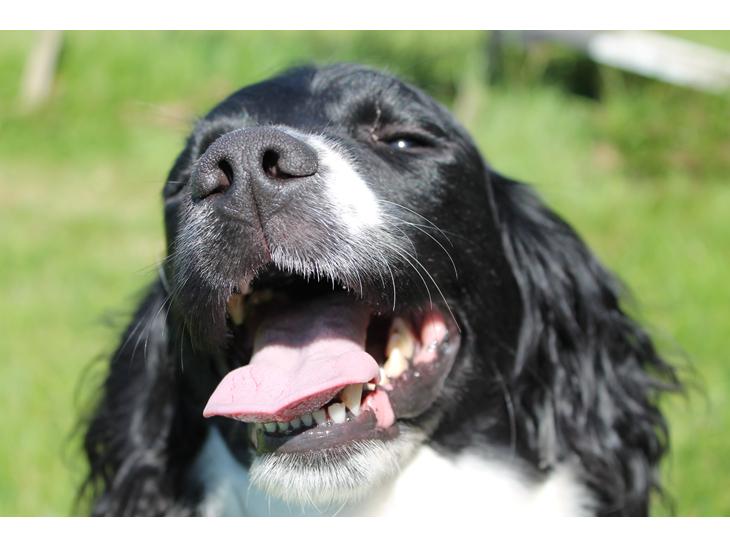 Engelsk springer spaniel Puk - Velkommen til min profil<3 Mit navn er Puk, og er er velkommen til at gikke jer omkring på min profil:-) billede 1