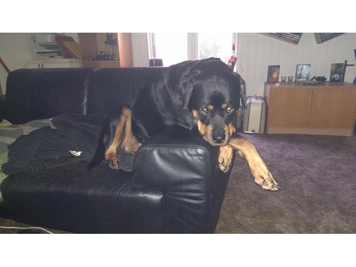 Rottweiler Von Hause Nomis Irina (Kikki) billede 1