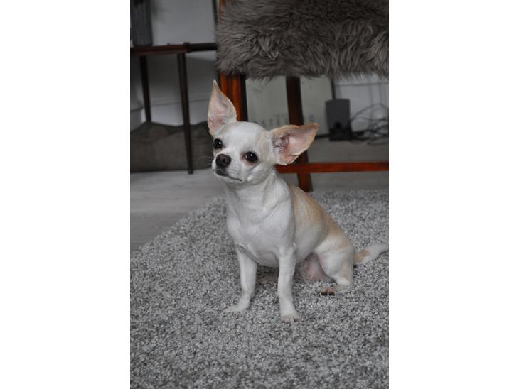 {{currentPhoto.altText}} billede {{currentPhoto.number}}