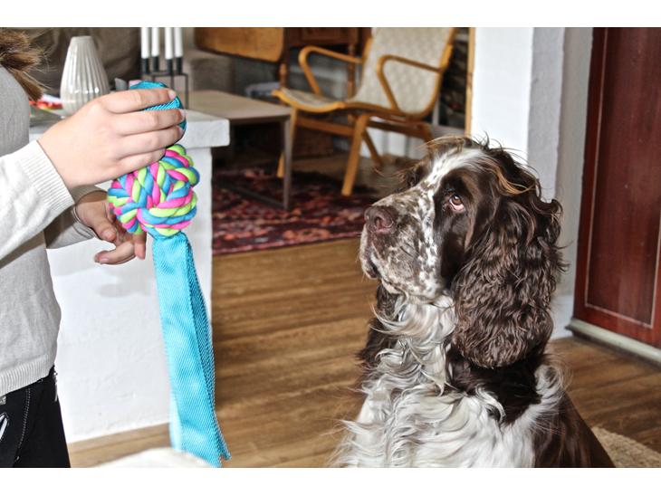 Engelsk springer spaniel Baloo *R.I.P* billede 1