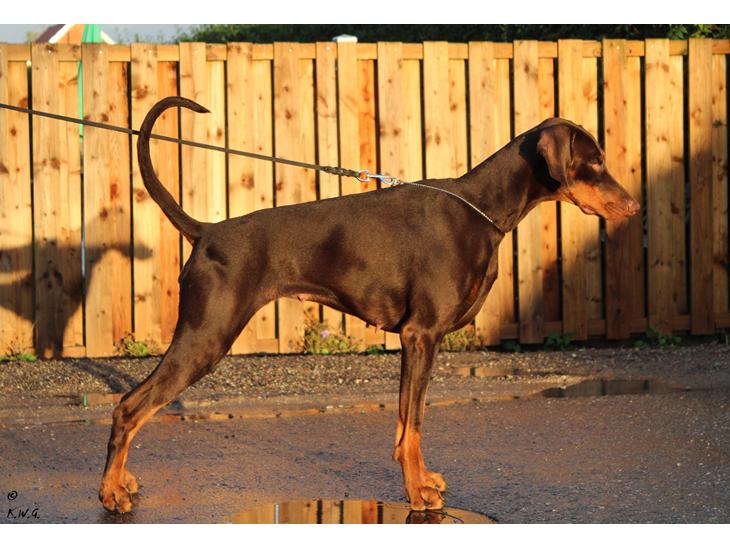 Dobermann LJCH From Island Korsika A Mill. $ Baby (Cocio) billede 1
