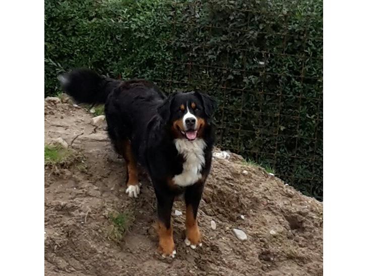 {{currentPhoto.altText}} billede {{currentPhoto.number}}