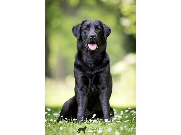 Labrador retriever Sansa (Black Pearls of Mainhatten Zanna Lee) billede 1